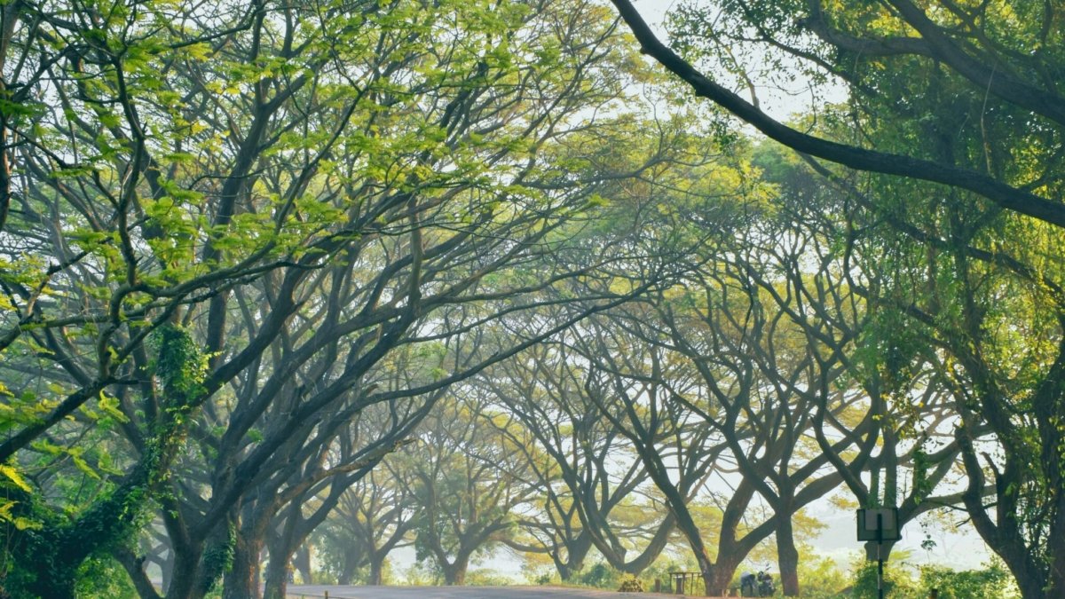 gray concrete road between green trees during daytime